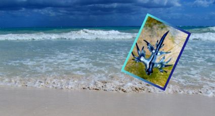 ¿Qué es el dragón azul? Conoce a la fascinante criatura marina que sorprende en las costas