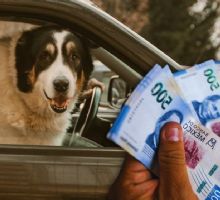 ¿Multa por llevar a tu perro en el coche? Así puedes viajar con tu mascota sin infringir la ley