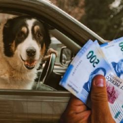 ¿Multa por llevar a tu perro en el coche? Así puedes viajar con tu mascota sin infringir la ley