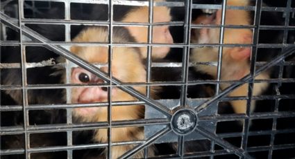 La Profepa rescata monos capuchinos lacerados y deshidratados