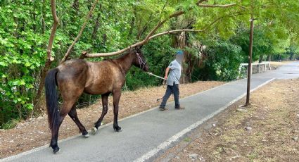 Caballo extraviado provoca movilización en Monterrey y activa apoyo de Protección Civil