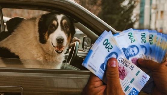 ¿Multa por llevar a tu perro en el coche? Así puedes viajar con tu mascota sin infringir la ley