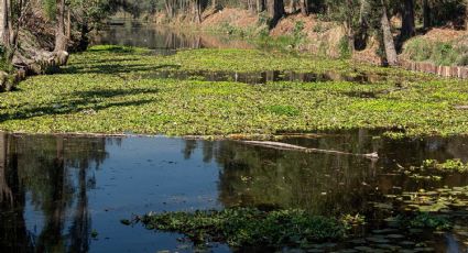 Alerta en Santiago Nuevo León por crecimiento descontrolado de lirio acuático en La Boca y La Chueca