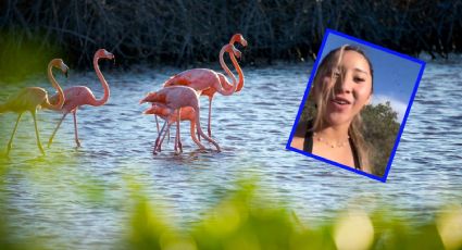 Crisis en Sisal: Influencer bajo fuego tras alterar santuario de flamencos