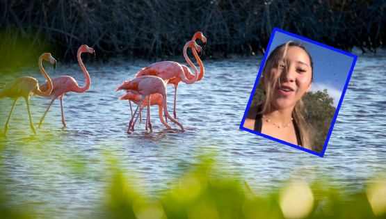 Crisis en Sisal: Influencer bajo fuego tras alterar santuario de flamencos