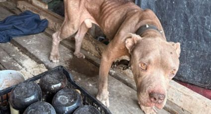 Rescatan a dos perros por maltrato animal en Santa Catarina