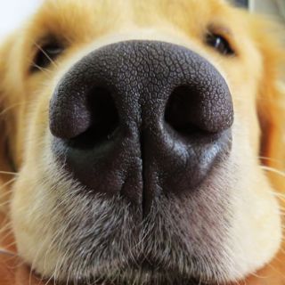 La UE adopta su primera ley colectiva para proteger a perros y gatos