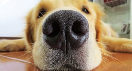 La UE adopta su primera ley colectiva para proteger a perros y gatos