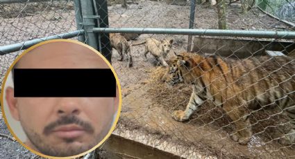 Cae en Nuevo León presunto líder de cártel; aseguran siete tigres, armas y vehículos