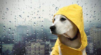 Clima en Monterrey 12 de mayo 2026: ¿Continuarán las lluvias en la zona metropolitana?