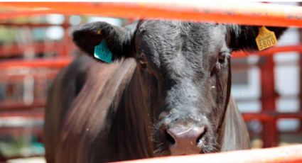 Casos de gusano barrenador en Nuevo León se disparan 750% en 23 días, alerta Senasica