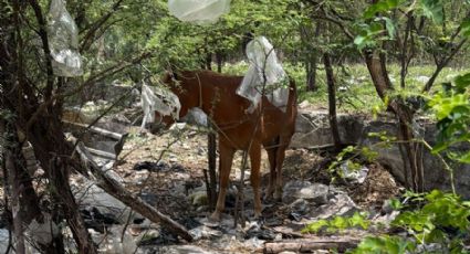 Vecinos alertan por caballos sueltos y heridos en colonia La Rioja en Monterrey