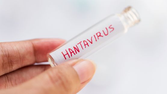 ¿Por qué la cuarentena por hantavirus dura 42 días?