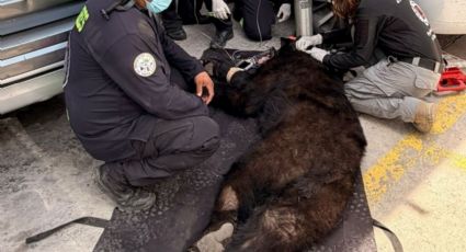 Rescatan y liberan a oso negro que entró a escuela de Santa Catarina