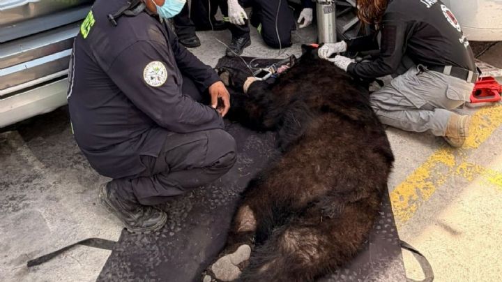 Rescatan y liberan a oso negro que entró a escuela de Santa Catarina