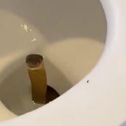 Pánico por el hallazgo de una cobra en el inodoro de un hotel