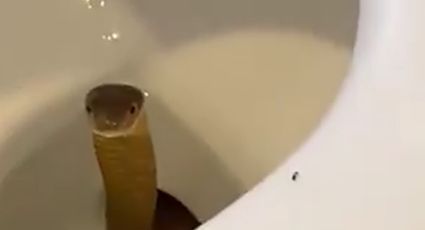 Pánico por el hallazgo de una cobra en el inodoro de un hotel
