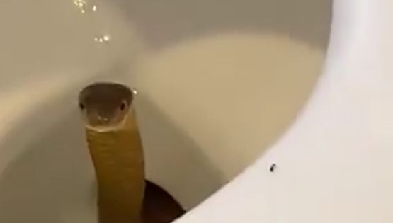 Pánico por el hallazgo de una cobra en el inodoro de un hotel
