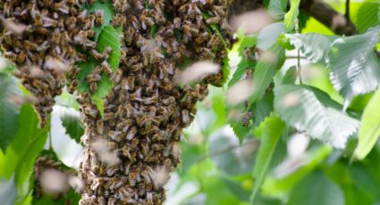 Enjambre de abejas ataca a 8 personas y 3 perros en la colonia Madero en Monterrey