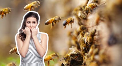¿Por qué han aumentado los ataques de abejas en Nuevo León?