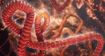 Alerta global: Ébola causa decenas de muertos
