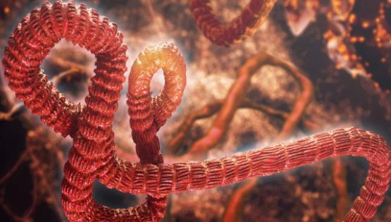 Alerta global: Ébola causa decenas de muertos