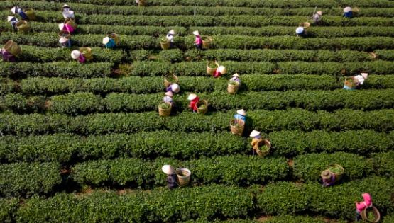 Producción para el Bienestar 2026: Quiénes cobran el 18 de mayo