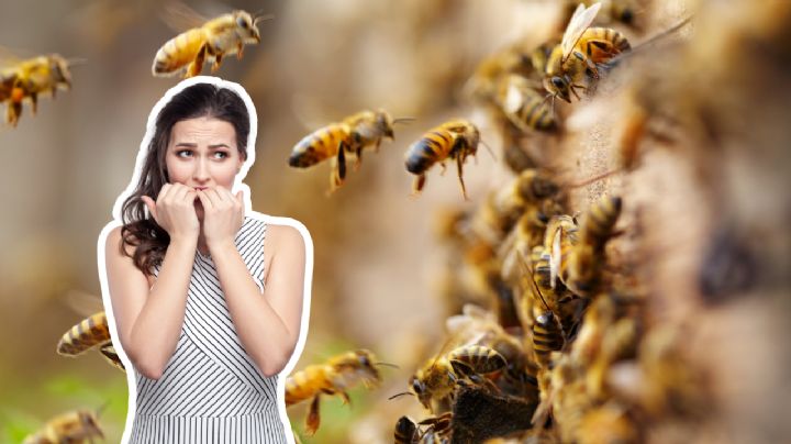 ¿Por qué han aumentado los ataques de abejas en Nuevo León?
