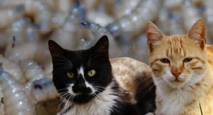 Confirman primer gato infectado con gusano barrenador en Nuevo León