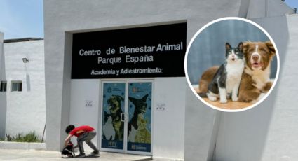 Buscan hogar para más de 50 perros y gatos rescatados en Monterrey