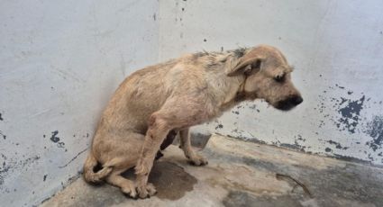 Rescatan a dos perritas en mal estado tras denuncia difundida por MVS Radio