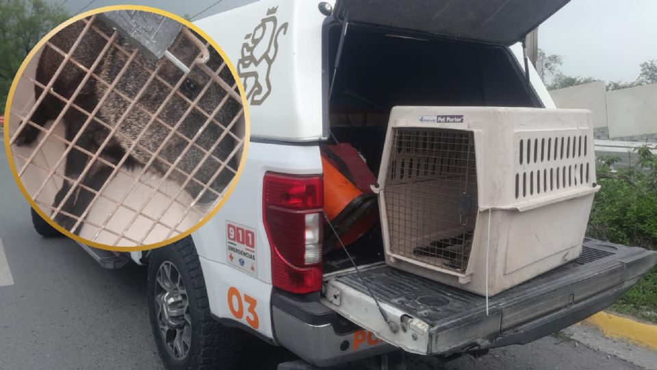 Elementos de Protección Civil de Nuevo León rescataron a un jabalí gravemente herido en el sector Cumbres, en Monterrey, para trasladarlo a una clínica veterinaria especializada.
