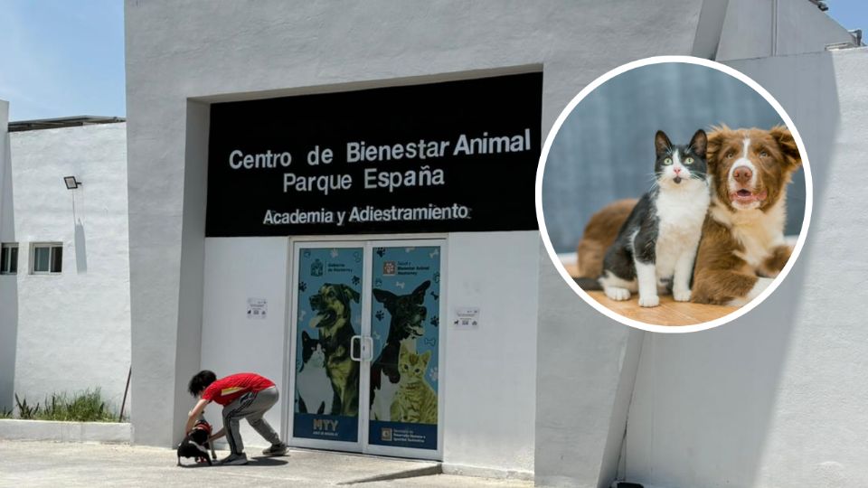 Más de 50 perros y gatos rescatados esperan ser adoptados en el Centro de Bienestar Animal de Monterrey.
