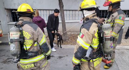 Corto circuito provoca incendio en veterinaria de la zona Centro de San Pedro; un empleado resultó intoxicado