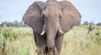 Elefante ataca en templo; deja un muerto