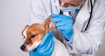 Gusano barrenador en perros y gatos: señales de alerta que no debes ignorar