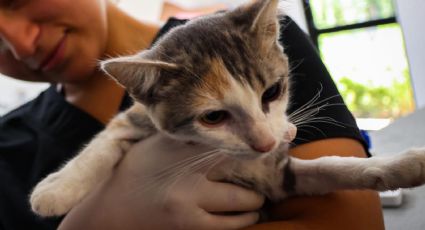 Realizan jornada de esterilización para mascotas en Nuevo León