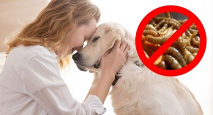 Gusano barrenador en Nuevo León: ¿Cómo proteger a tu perro o gato del parásito?