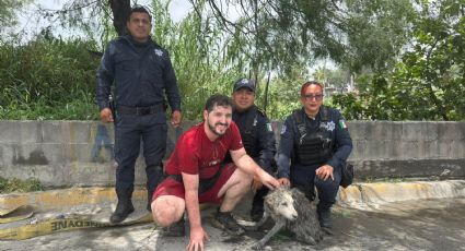 Rescatan a “Lobita”, perrita de 16 años atrapada en canal de Apodaca