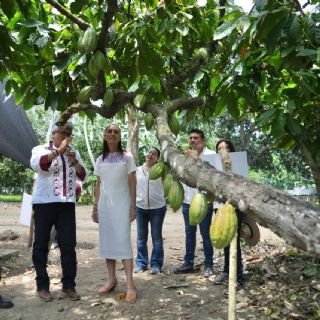 Cacao de Tabasco: Sheinbaum lanza proyecto para precio justo