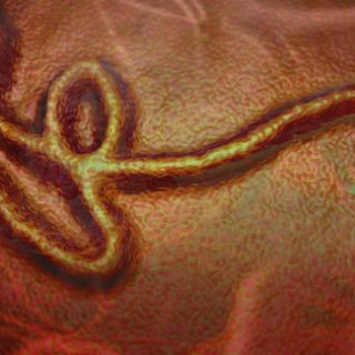 Ébola en África: Alertan riesgo de contagio en estos países