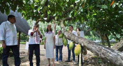 Cacao de Tabasco: Sheinbaum lanza proyecto para precio justo