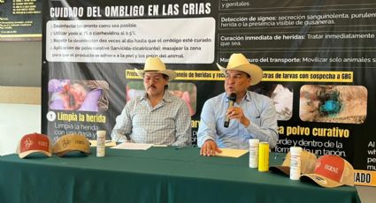 Gusano barrenador podría tardar hasta 10 años en erradicarse, advierten ganaderos