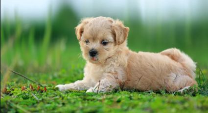 Dan garantías para que establecimientos pet friendly cuenten con condiciones adecuadas
