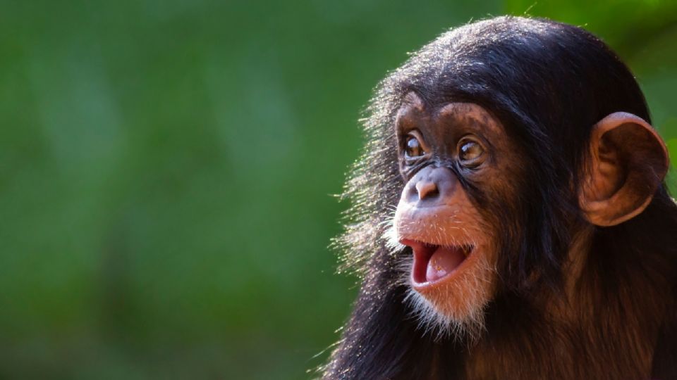 El aprendizaje social es el pilar del estudio sobre adolescencia y chimpancés de la Universidad de Harvard.