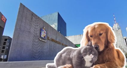 Aprueba Congreso custodia de mascotas en divorcios en Nuevo León