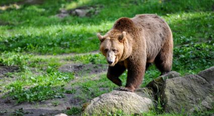VIDEO | Osa ataca a turista por intentar darle de comer