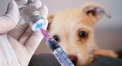 Nuevo León realizará jornada gratuita de esterilización y vacunación para mascotas