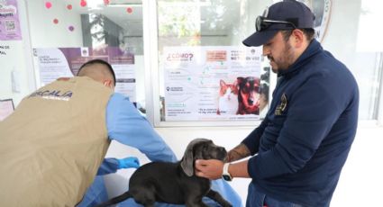 FGE investiga venta ilegal de seres sintientes en Morelia