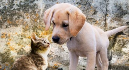 Ley de Bienestar Animal: Multas por dejar a tu mascota en balcones